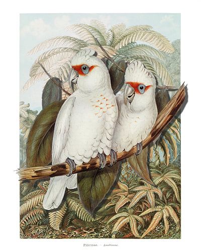 Deux Perroquets Blancs