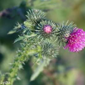 Lydia Remmers Profile picture