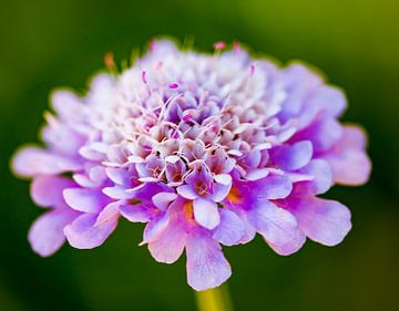 Roze Duifkruid bloem (Scabiosa) Close-up van Lieuwe J. Zander