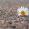 Gänseblümchen auf einer Straße von Denny Gruner