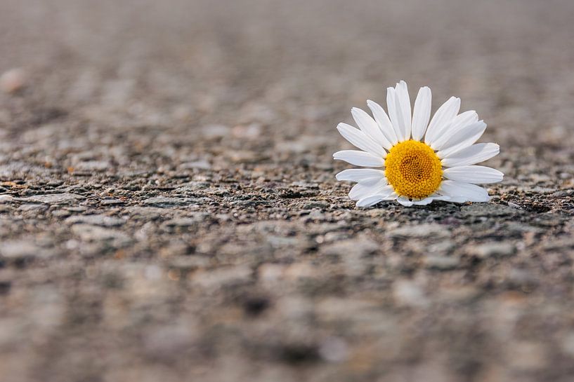 Gänseblümchen auf einer Straße von Denny Gruner
