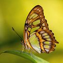 Der Schmetterling Siproeta stelenes von Ralf Linckens Miniaturansicht