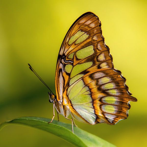 Der Schmetterling Siproeta stelenes von Ralf Linckens