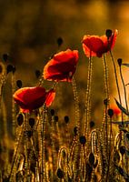 Poppy