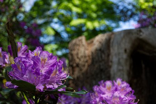 Fleurs près de l'arbre