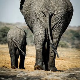 Olifanten in Afrika van Omega Fotografie