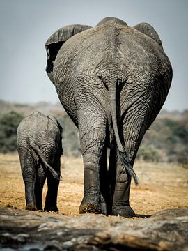 Elefanten in Afrika von Omega Fotografie