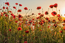 Red poppies at sunset