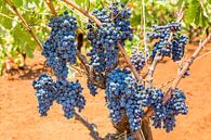 Druivenplant vol  trossen blauwe druiven van Ben Schonewille thumbnail