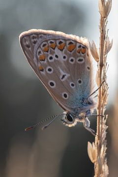 Icarusblauwtje, close-up van Femke Straten