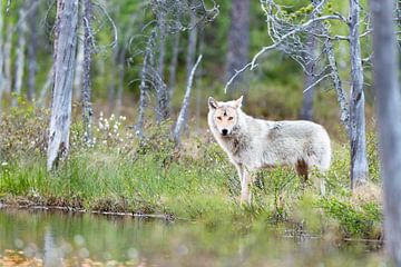 European wolf (Canis lupus)