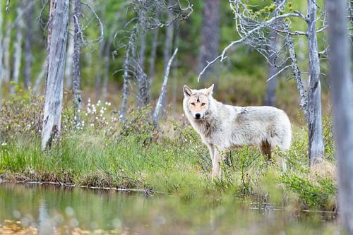 Europese wolf (Canis lupus)
