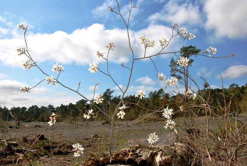 Bloesem in het bos van M de Vos