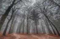 Between the trees by Moetwil en van Dijk - Fotografie thumbnail