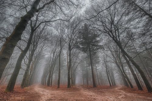 Tussen de bomen