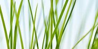 Grass by Violetta Honkisz thumbnail