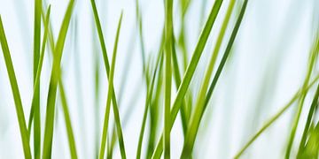 Grass by Violetta Honkisz