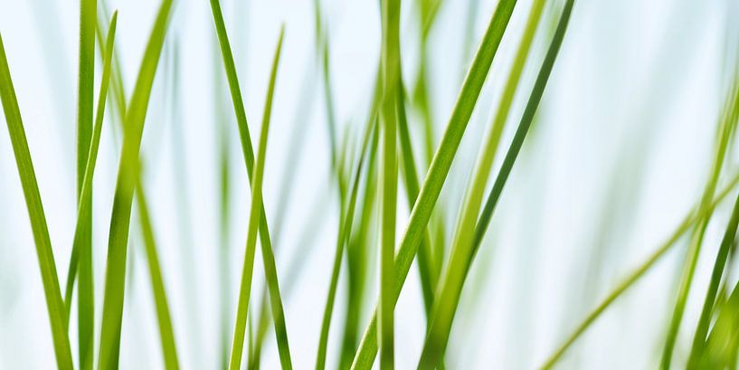 Grass by Violetta Honkisz