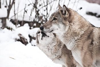 Paix et amour entre les loups