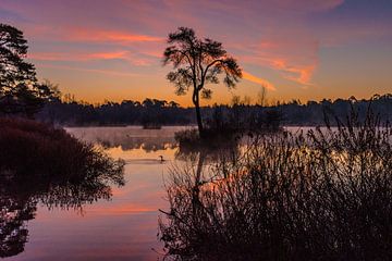 Zonsopkomst Voorste Goorven Oisterwijkse Bossen