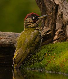 Green Woodpecker takes a bath.
