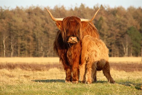 Motherly love