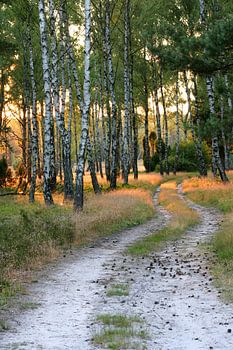 Weg durch den Birkenwald am Abend
