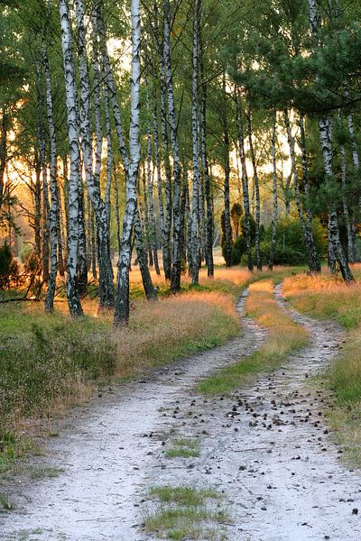 Chemin à travers la forêt de bouleaux le soir par Jürgen Eggers