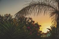 Perfecte zomeravond in Portugal met zonsondergang en palmboom van Nynke Nicolai thumbnail