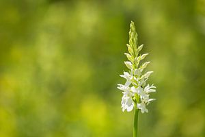 Weiße Orchidee, (wilde Orchidee) von Carola Schellekens