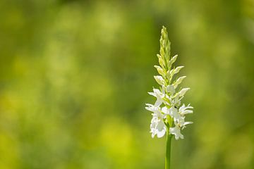 Witte orchis, (wilde orchidee) van Carola Schellekens