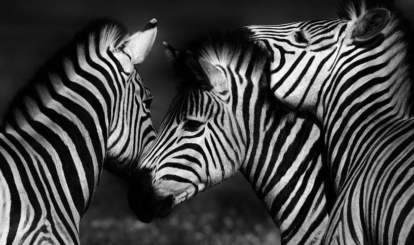 Zèbres monochromes par Werner Lehmann