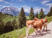 Kühe in den Berchtesgadener Alpen mit Watzmann im Hintergrund von Animaflora PicsStock Miniaturansicht