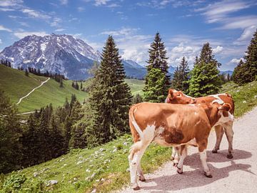 Vaches dans les Alpes de Berchtesgaden avec Watzmann en arrière-plan sur Animaflora PicsStock