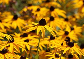 Gewöhnlicher Sonnenhut von Matthias Brix