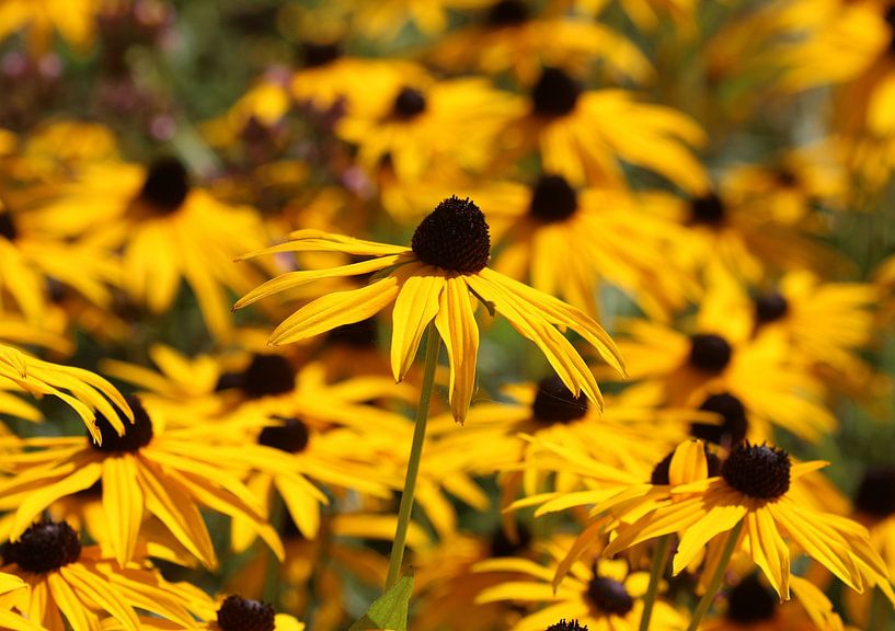 Chapeau de soleil commun par Matthias Brix