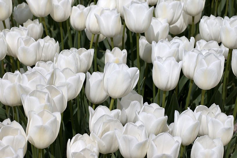 Witte tulpen tulp van W J Kok
