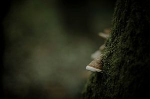 Petits miracles
