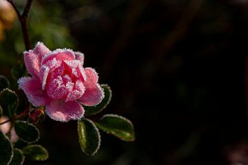 roze roos met vorst en een donkere achtergrond van Margriet Hulsker