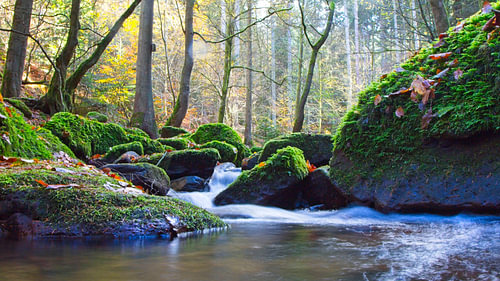 Beek in fris groen