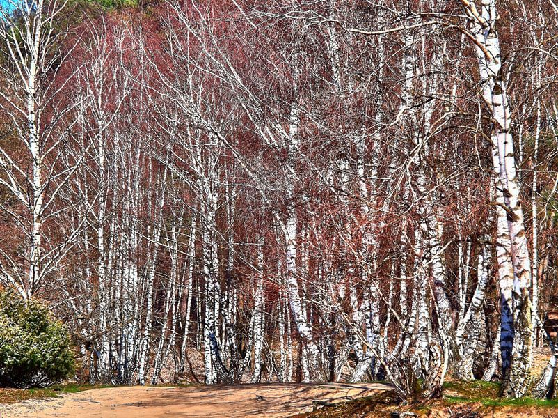 Nature morte au bouleau par Edgar Schermaul