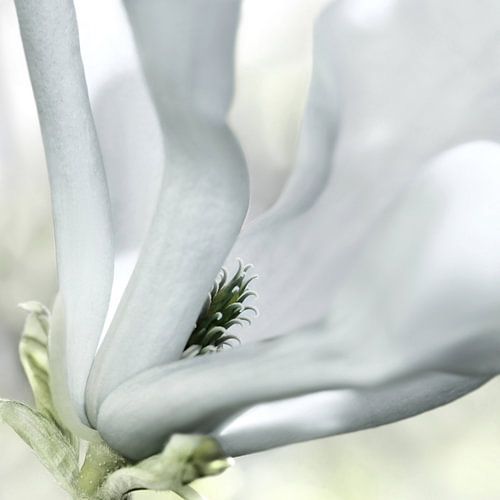 Magnolia