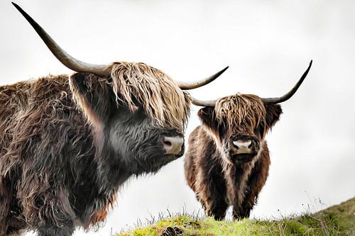 Scottish highlander