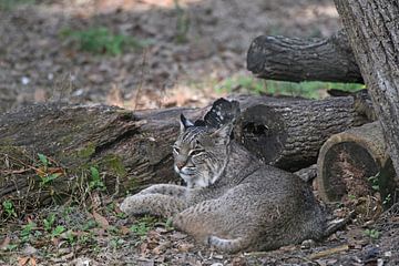 Le lynx rouge ou le lynx roux sur Rini Kools