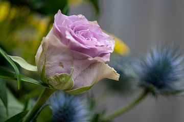 Single vintage lilac rose macro photo by Jolanda de Jong-Jansen