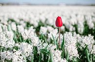Rote Tulpe zwischen Hyazinthen von Yanuschka Fotografie | Noordwijk Miniaturansicht