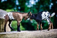 Les chèvres nouveau-nées se donnent des coups de tête. par Ramon Mosterd Aperçu