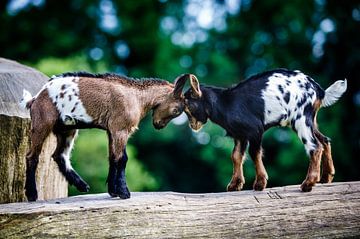 Pasgeboren geitjes geven elkaar een kopstoot. van Ramon Mosterd