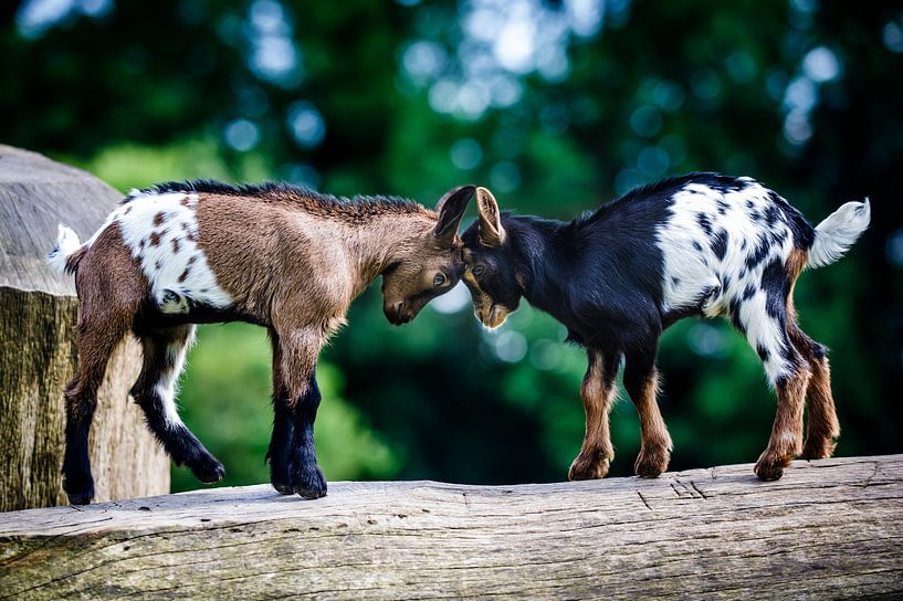 Les chèvres nouveau-nées se donnent des coups de tête. par Ramon Mosterd