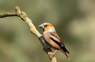 Hawfinch man by Tanja van Beuningen thumbnail